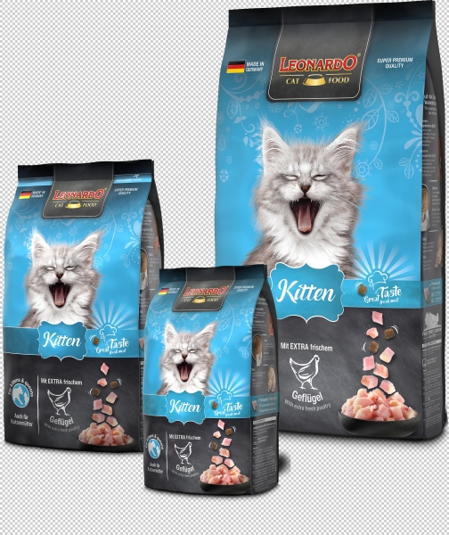 Kitten