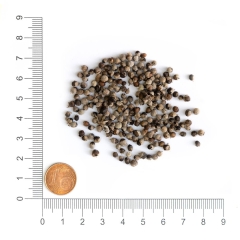 Mönchspfeffer 100g